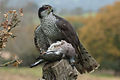 Goshawk (May)