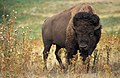 What I call a buffalo