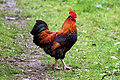 Rooster (May)