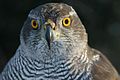 Goshawk (May)