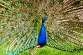 Peacock (June)