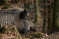 Wild boar (November)